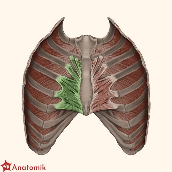 Budowa klatki piersiowej: anatomia mięśni i trening na większą masę