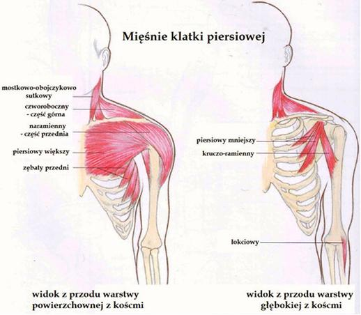 Anatomia mięśni klatki piersiowej