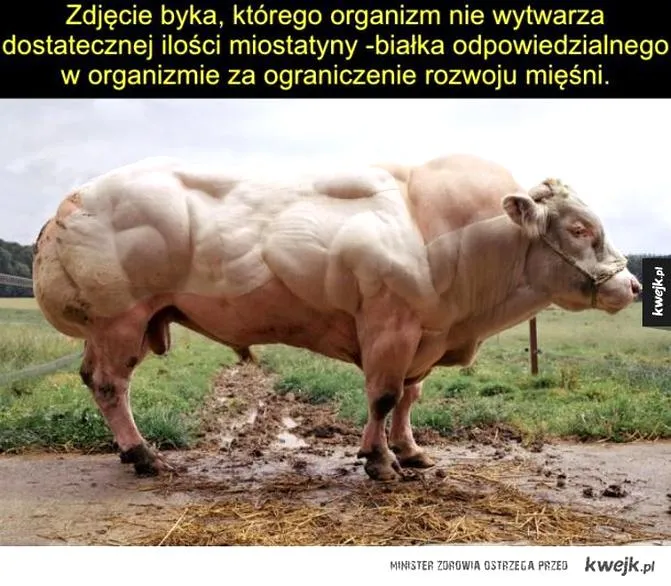 Naturalne sposoby na miostatynę