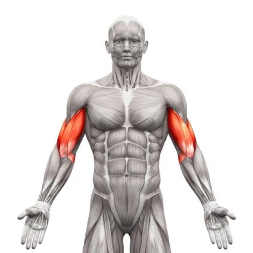 Trening bicepsa